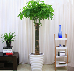 南昌南昌植物租擺