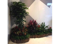 南昌綠植案例
